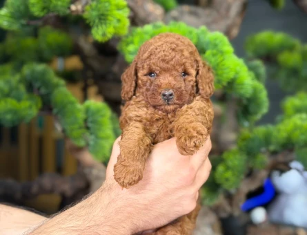 Safkan Dişi ve Erkek Toy Poodle Yavrular - 9210