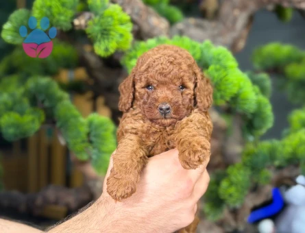 Safkan Dişi ve Erkek Toy Poodle Yavrular - 9210 - Görsel 3
