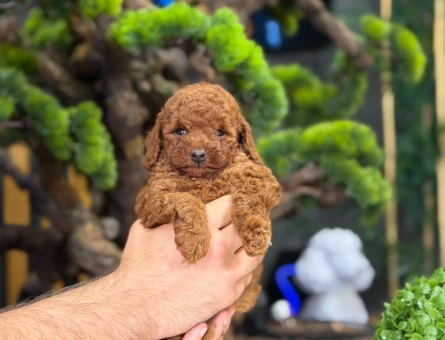 Toy Poodle Safkan Yavrularımız - 9211