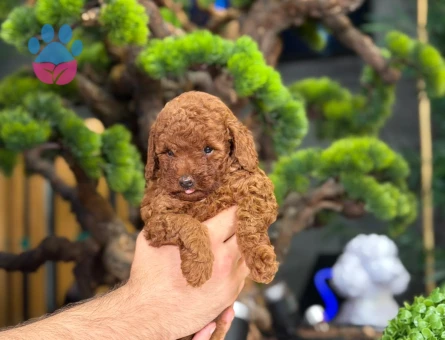 Safkan Yavrularımız 2 Aylık Toy Poodle - 9216 - Görsel 4