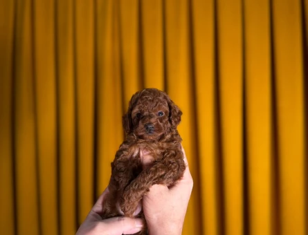 Safkan Yavrularımız 2 Aylık Toy Poodle - 9216