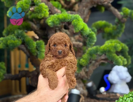 Safkan Yavrularımız 2 Aylık Toy Poodle - 9216 - Görsel 3