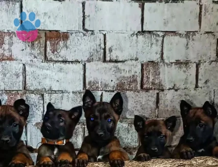 Pofuduk Belçika Kurdu Yavrularımız Yeni Yuvasına Hazır - 9212 - Görsel 2