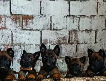 Pofuduk Belçika Kurdu Yavrularımız Yeni Yuvasına Hazır - 9212