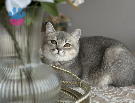 7 aylık british Shorthair - 9214 - Görsel 2