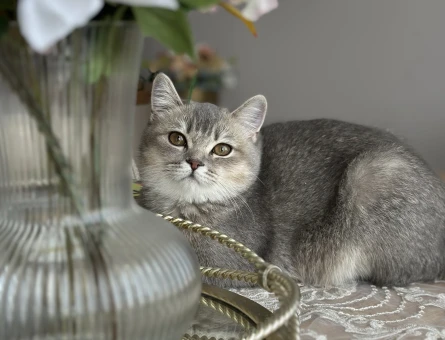 7 aylık british Shorthair - 9214
