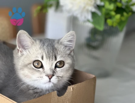 7 aylık british Shorthair - 9214 - Görsel 4