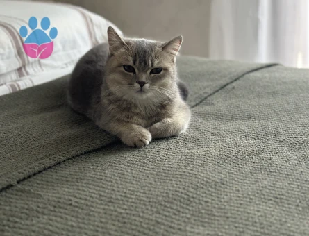 7 aylık british Shorthair - 9214 - Görsel 3