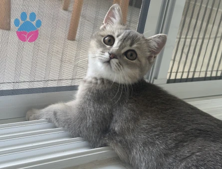 7 aylık british Shorthair - 9214 - Görsel 5