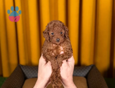 Toy Poodle Dişi ve Erkek Yavrularımız - 9217