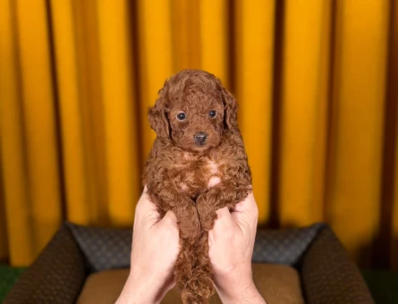 Toy Poodle Dişi ve Erkek Yavrularımız - 9217