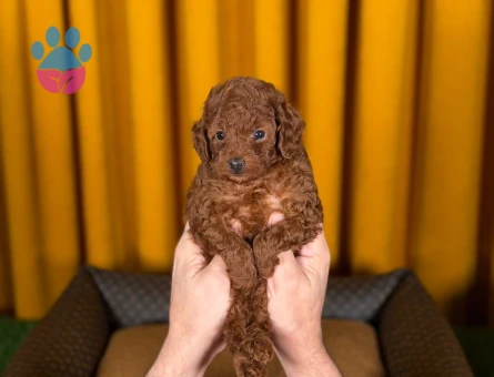 Toy Poodle Dişi ve Erkek Yavrularımız - 9217 - Görsel 3