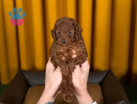 Toy Poodle Dişi ve Erkek Yavrularımız - 9217 - Görsel 4