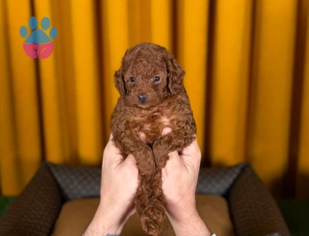 Eğitimli Toy Poodle Yavrlarımız - 9219