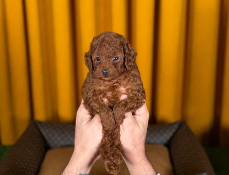 Eğitimli Toy Poodle Yavrlarımız - 9219
