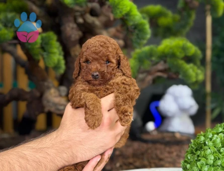 Eğitimli Toy Poodle Yavrlarımız - 9219 - Görsel 3