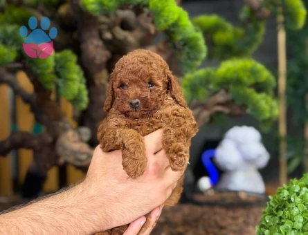 Eğitimli Toy Poodle Yavrlarımız - 9219 - Görsel 4