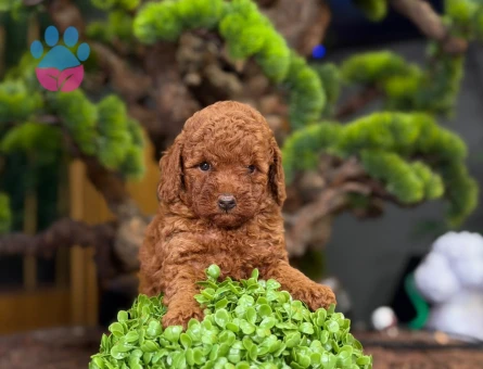 Toy Poodle Bebeklerimiz Yavrularımız - 9220