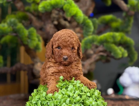 Toy Poodle Bebeklerimiz Yavrularımız - 9220
