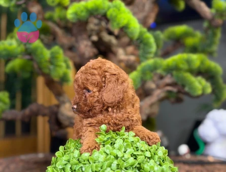 Toy Poodle Bebeklerimiz Yavrularımız - 9220 - Görsel 3