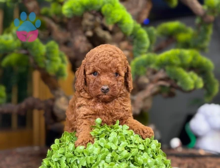 Toy Poodle Bebeklerimiz Yavrularımız - 9220 - Görsel 4
