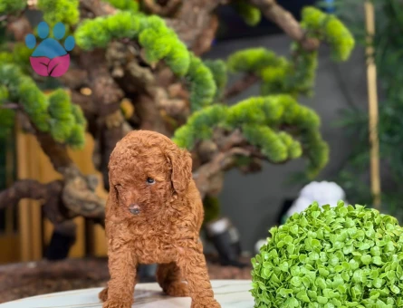 Red Brown Toy Poodle Yavrularımız - 9221