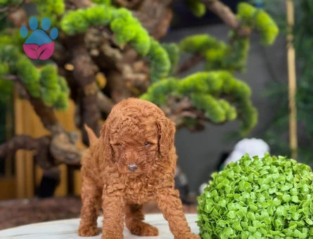 Red Brown Toy Poodle Yavrularımız - 9221 - Görsel 3