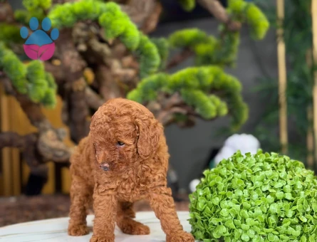 Red Brown Toy Poodle Yavrularımız - 9221 - Görsel 4