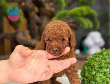 Toy Poodle Bebekler 2 Aylık - 9222