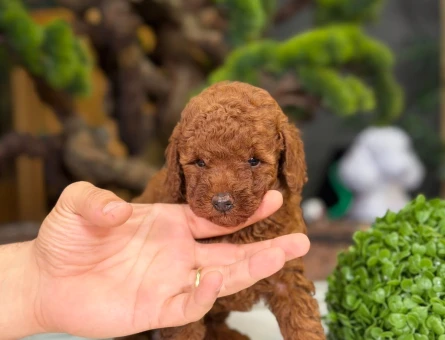 Toy Poodle Bebekler 2 Aylık - 9222