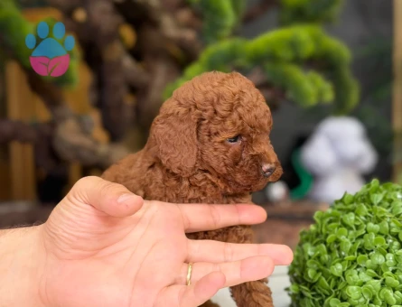 Toy Poodle Bebekler 2 Aylık - 9222 - Görsel 3