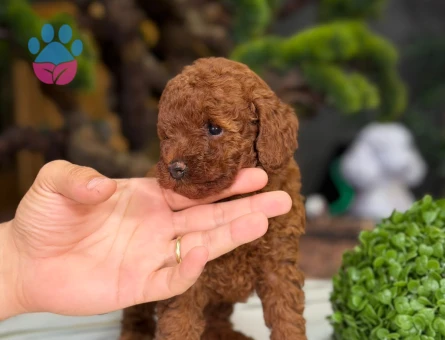 Toy Poodle Bebekler 2 Aylık - 9222 - Görsel 4