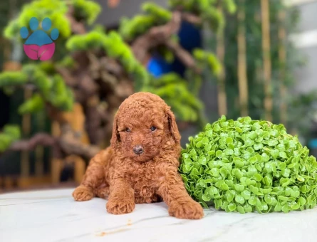 Şahane Ötesi Yavrularımız 2 Aylık Toy Poodle - 9223