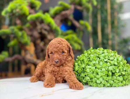Şahane Ötesi Yavrularımız 2 Aylık Toy Poodle - 9223