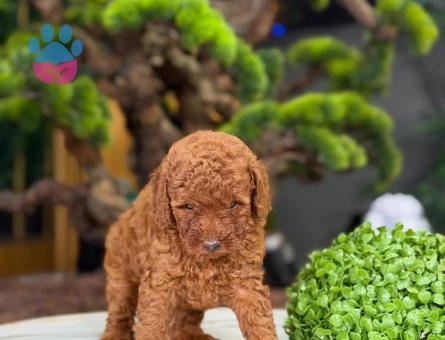 Şahane Ötesi Yavrularımız 2 Aylık Toy Poodle - 9223 - Görsel 3