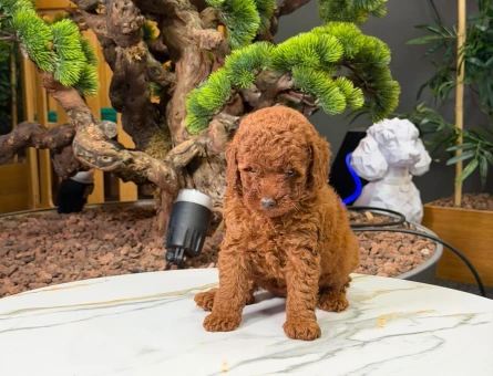 Poodle 2 Aylık Dişi Yavrularımız - 9224