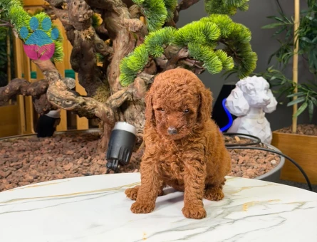 Poodle 2 Aylık Dişi Yavrularımız - 9224 - Görsel 3