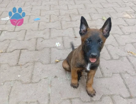 Neşeli Belçika Kurdu Yavrularımız Yeni Yuvasını Arıyor - 9229 - Görsel 3