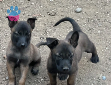 Akıllı Bakışlı Belçika Kurdu Yavrularımız Yeni Yuvasını Bekliyor - 9237 - Görsel 2