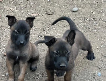 Akıllı Bakışlı Belçika Kurdu Yavrularımız Yeni Yuvasını Bekliyor - 9237