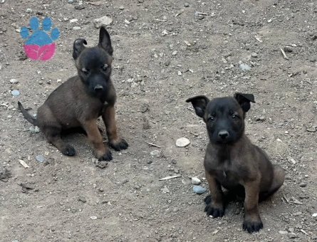 Akıllı Bakışlı Belçika Kurdu Yavrularımız Yeni Yuvasını Bekliyor - 9237 - Görsel 3