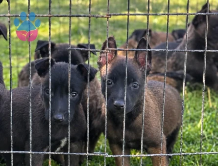 Belçika Kurdu Yavrularımız Yeni Ailesine Kavuşmayı Bekliyor - 9238 - Görsel 3
