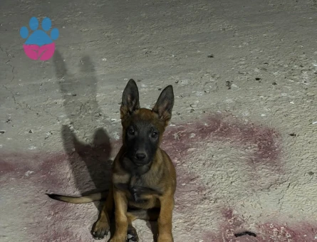 Sosyal Belçika Kurdu Yavrumuza Yeni Bir Yuva - 9239 - Görsel 2