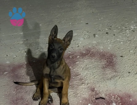 Sosyal Belçika Kurdu Yavrumuza Yeni Bir Yuva - 9239 - Görsel 3