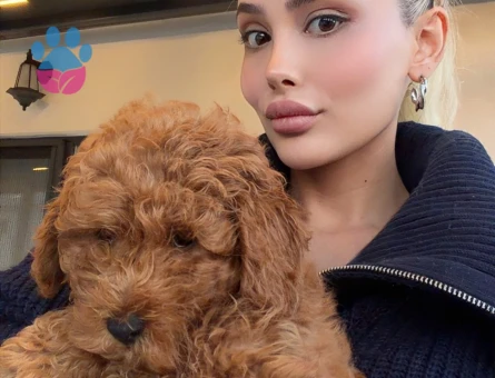 Acil satılık toy poodle - 9241 - Görsel 3