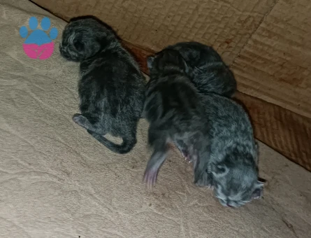 Scottish fold yavrular - 9243 - Görsel 2
