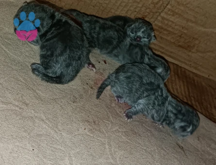 Scottish fold yavrular - 9243 - Görsel 3