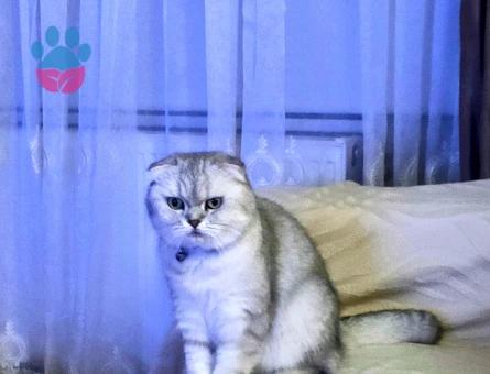 Uysal güzel bir kedi Scottish Fold - 9245 - Görsel 2