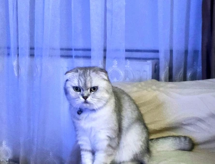 Uysal güzel bir kedi Scottish Fold - 9245
