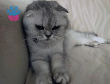 Uysal güzel bir kedi Scottish Fold - 9245 - Görsel 3